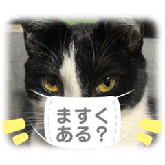 [LINEスタンプ] 今すぐ使える猫スタンプ2