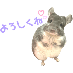 [LINEスタンプ] チンチラのむぅちゃん