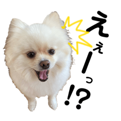 [LINEスタンプ] ポムタイムズ（4）