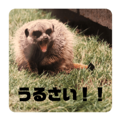 [LINEスタンプ] うーちゃんとぴきちゃんとみーこです。