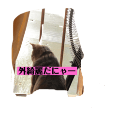 [LINEスタンプ] うちの猫達です