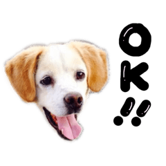 [LINEスタンプ] きゃろん