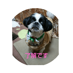 [LINEスタンプ] シーズ犬ラッキー