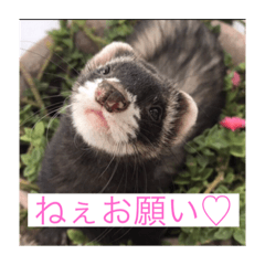 [LINEスタンプ] ここぽんれお