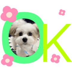 [LINEスタンプ] コハクスタンプ1