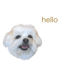 [LINEスタンプ] 愛犬cappuccino