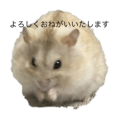[LINEスタンプ] イエロージャンガリアン「プリン^_^」