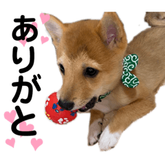 [LINEスタンプ] 豆柴メロンくん