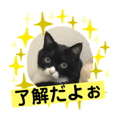 [LINEスタンプ] ルークくんスタンプ