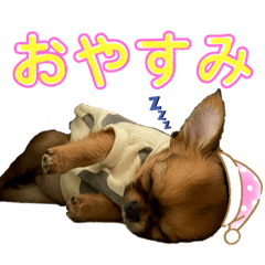 [LINEスタンプ] 極小チワワのチャイ①