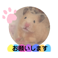 [LINEスタンプ] ハムスターのにこちゃんです