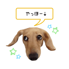 [LINEスタンプ] カニンヘンダックス★ココスタンプ
