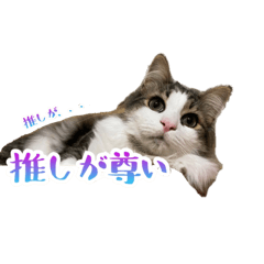 [LINEスタンプ] スコとノルウェージャンと2