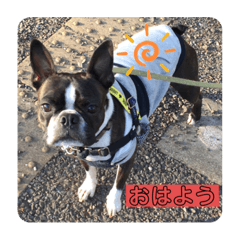 [LINEスタンプ] ボストンテリアのアーロくん