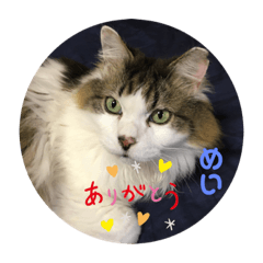[LINEスタンプ] ねこのしっぽで気持ちがわかる？
