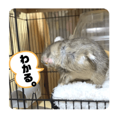 [LINEスタンプ] デグーのもっぴ