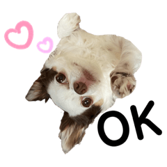 [LINEスタンプ] 癒しのブサ可愛チワワ♡Part2