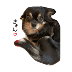 [LINEスタンプ] チワワのあんじゅちゃん