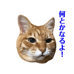 [LINEスタンプ] クロな生活(1)
