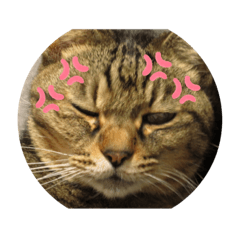 [LINEスタンプ] さすけ＆はやて