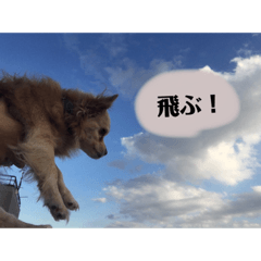 [LINEスタンプ] いんぬ2、