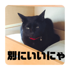 [LINEスタンプ] 黒猫日常会話だにゃ