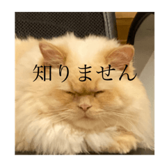 [LINEスタンプ] ゆきまる❄️❄️