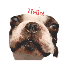 [LINEスタンプ] ボストン3