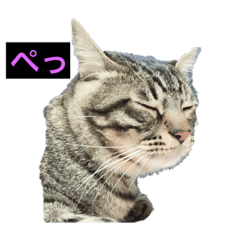 [LINEスタンプ] ふたりの犬猫