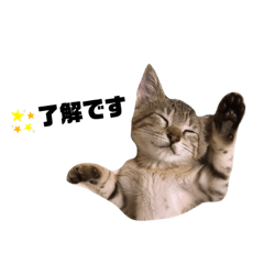 [LINEスタンプ] ネコのスイ★