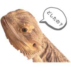 [LINEスタンプ] フトアゴヒゲトカゲ.0619