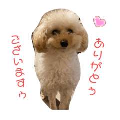 [LINEスタンプ] るぅく（トイプードル）