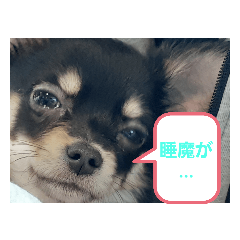 [LINEスタンプ] こはくちゃんa