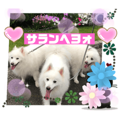 [LINEスタンプ] スピッツファミリー⑤