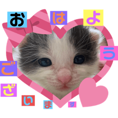 [LINEスタンプ] ぽてちゃんの毎日使えるスタンプ
