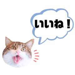 [LINEスタンプ] 若ちゃん2号