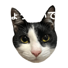 [LINEスタンプ] 今すぐ使える猫スタンプ3