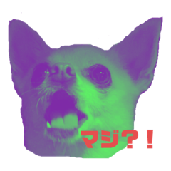 [LINEスタンプ] チワワのしょうくん