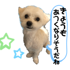 [LINEスタンプ] チワマルスタンプ⑧夏用