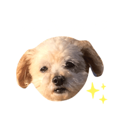 [LINEスタンプ] ぱ〜こ_モカちゃん