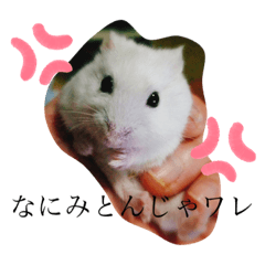 [LINEスタンプ] はむのいる生活