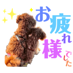 [LINEスタンプ] トイプードル  と  時々  猫  Part2