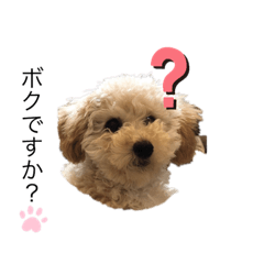 [LINEスタンプ] シャンススタンプ