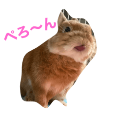 [LINEスタンプ] うちのぴょんたさん