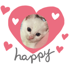 [LINEスタンプ] 白猫ホイップ