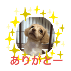 [LINEスタンプ] コーンフレークちゃん