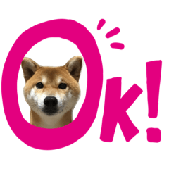 [LINEスタンプ] 柴犬そらスタンプ