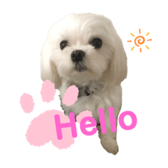[LINEスタンプ] マルチーズのサスコムスタンプ