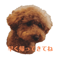 [LINEスタンプ] 我が家のきーたん
