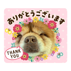 [LINEスタンプ] チワワのちーちゃん2